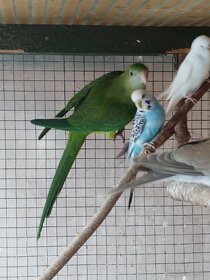 Papoušek nádherný - samička - 3