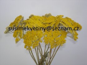 Sušené květiny - Tatarika, Slaměnky, Len,… - 3