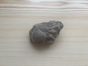 Zkamenělina - 3
