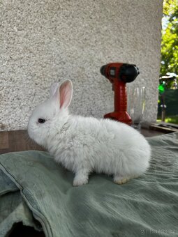 Vídeňský bílý kralik - 3