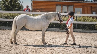 Prodej pony s TOP povahou - 3