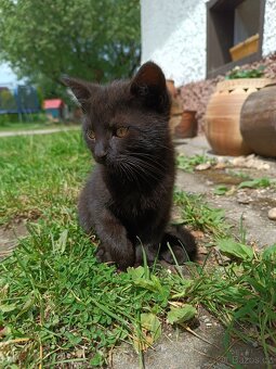 Koťata - 3