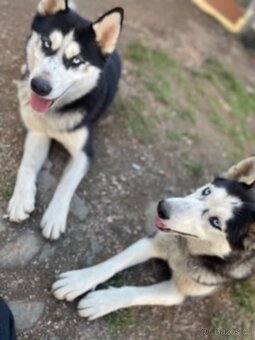 Sibiřský husky - 3