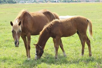 Hříbě sportovní pony - 3
