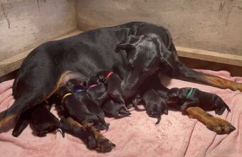 Beauceron - francouzský ovčák - 3