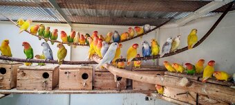 Agapornis ružovohrdly opalin - 3