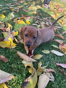 Prodám štěně jezevčíka - 3