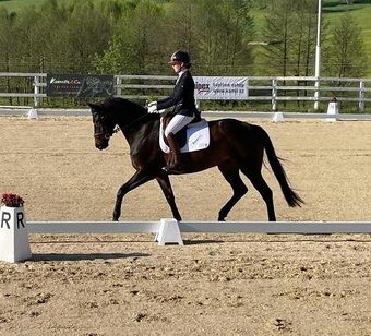 Krásná kobylka do chovu - 3