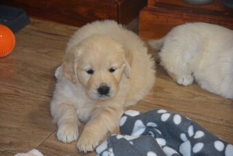 Zlatý retrívr - holčičky - 3