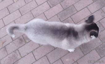 Sibiřský husky - 3