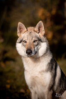 Československý vlčák s PP - 3