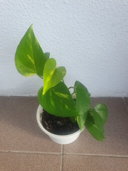 Scindapsus, Potos - 3