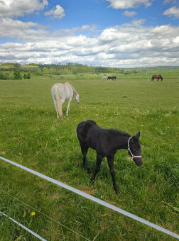 BOXOVÉ USTÁJENÍ PETROVICE / Blansko - 3