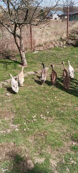 Kmen indických běžců - 3