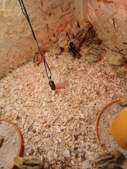 Křepelky, křepelka - 3