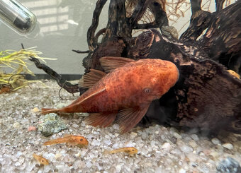 Ancistrus sp. super red - 3