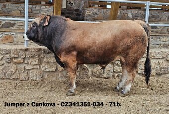 Plemenní býci Aubrac - II.turnus 2025 - 3