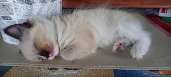 Koťata Ragdoll - 3