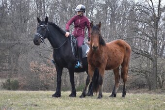 Roční hřebeček - 3