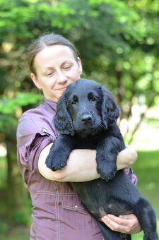 Flat coated retriever - 2 psi a 1 fenka s PP - 3
