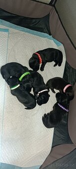 Jezevčík x Labrador - 3