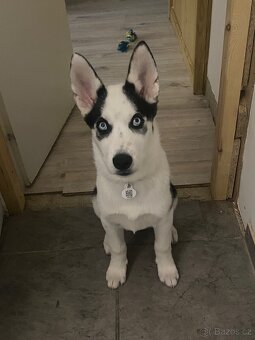 Husky - 3