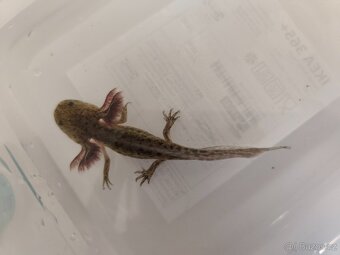 Axolotl mexický - 3