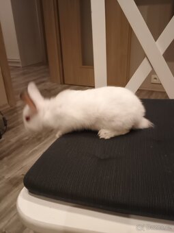 Zakrslí králíčci - 3