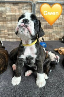 Štěňata německého boxera - 3