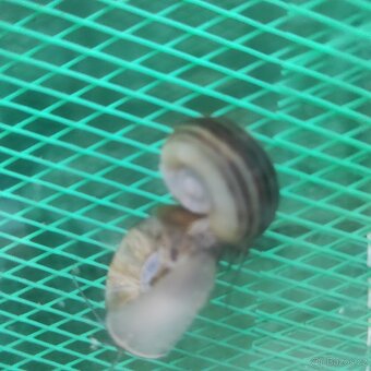 Marisa Cornuarietis - 3