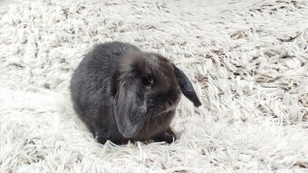 Zakrslý beránek, králíček, králík - BIBI - 3