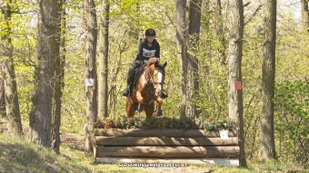 Prodám čtyřletou klisnu A1/1 - 3