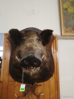 Vycpanina divočáka - 3