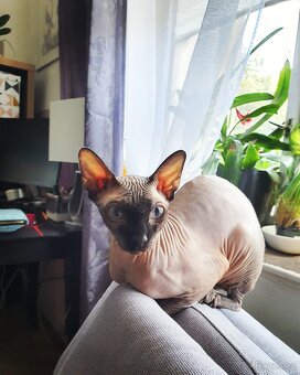 Darujeme kočku Sphynx - pouze do klidného domova bez zvířat - 3