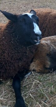 Zwartbles - 3