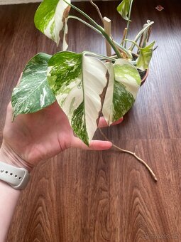 Monstera albo mint - 3