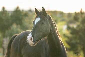 Welsh Cob valach - 3 roky - 3