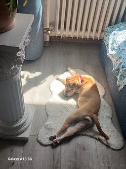 Sharpei štěně 5měs. Fena - 3