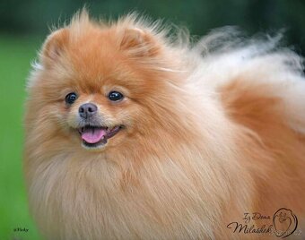Štěňata Pomeranského špice - 3
