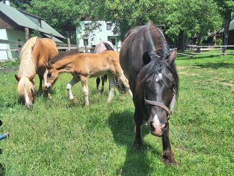 Welsh pony D valach 3roky - 3