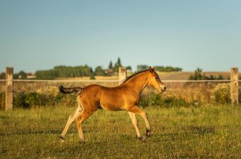 Koně od 50 tis. - Welsh Cob - 3