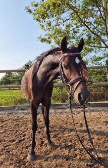 Klisna 6let welsh pony B ukončení JK - 3