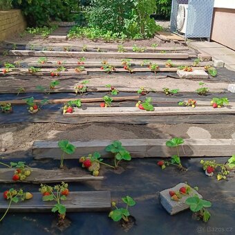 Sazenice jahod - 3