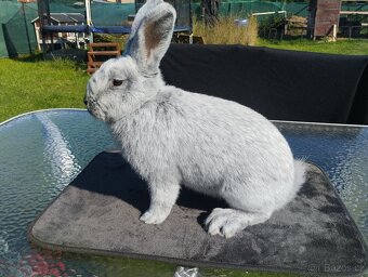 Prodám letošní vss - 3