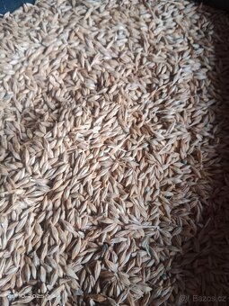 Ječmen a pšenice - 3