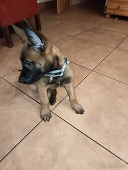 Štěně pejsek Belgického ovčáka Malinois - 3