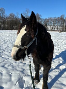 Prodej, výměna IC klisny - 3