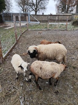 Prodám či vyměním walliserského beránka - 3