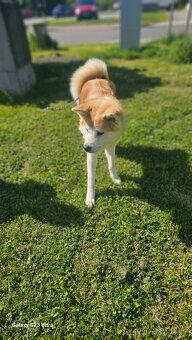 Prodám Akita Inu - 3