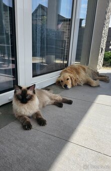11 měsíční kočička ragdoll - 3